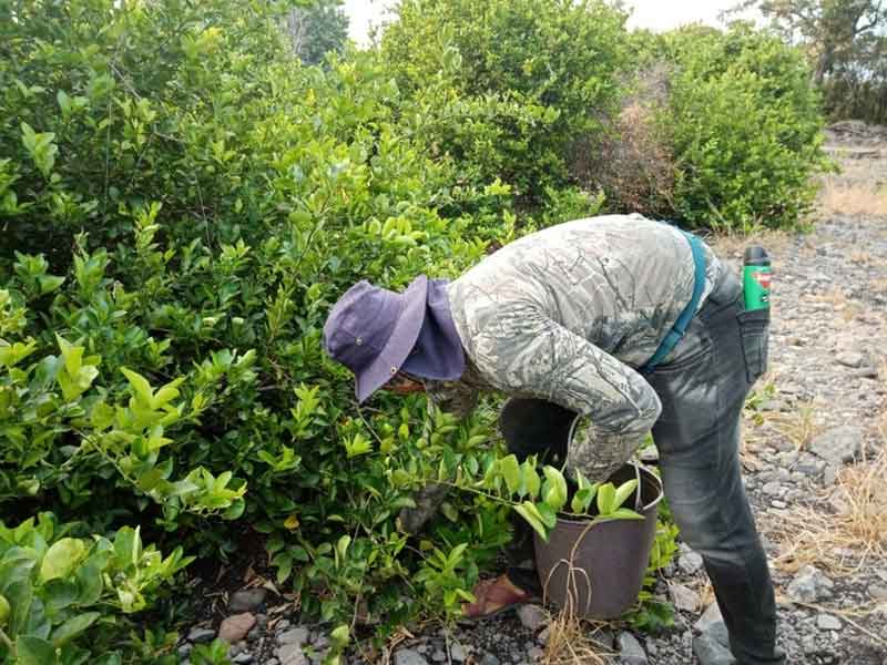 Necesario que productores de limón denuncien extorsiones: Alfredo Ramírez